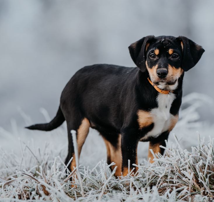 too cold to walk your dog